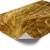 畑の小麦の粒。収穫時間だ！ ポスター (角)