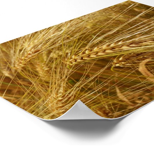 畑の小麦の粒。収穫時間だ！ ポスター (角)