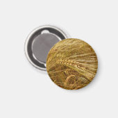 畑の小麦の粒。収穫時間だ！ マグネット (正面/裏面)