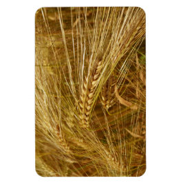 畑の小麦の粒。収穫時間だ！ マグネット