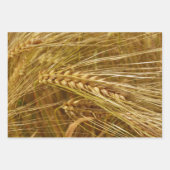 畑の小麦の粒。収穫時間だ！ ラッピングペーパーシート (正面)