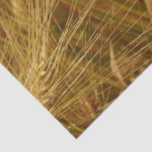 畑の小麦の粒。収穫時間だ！ 薄葉紙 (詳細)