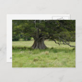畑の木 ポストカード (正面/裏面)