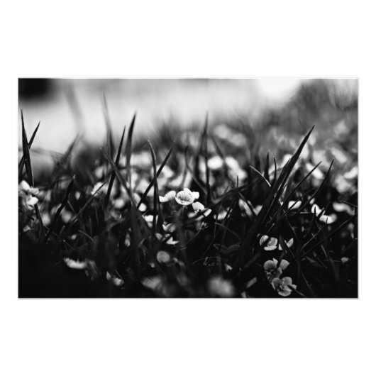 畑の花春 フォトプリント            (正面)