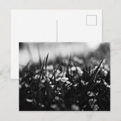 畑の花春 ポストカード (正面/裏面)