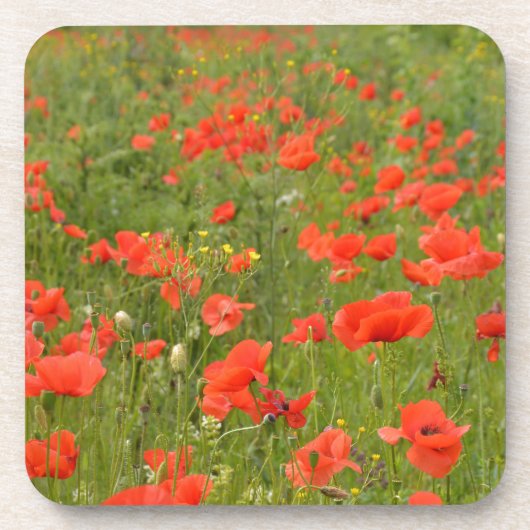 畑の赤いケシ コースター (正面)