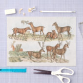 略図のタグスポーツのや鹿(1817年 – .. 薄葉紙 (クラフト)