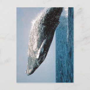 略式ハンプバッククジラ ポストカード
