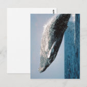 略式ハンプバッククジラ ポストカード (正面/裏面)