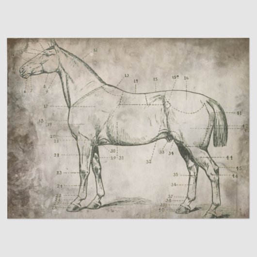 番号を付けられた馬 薄葉紙 (正面)