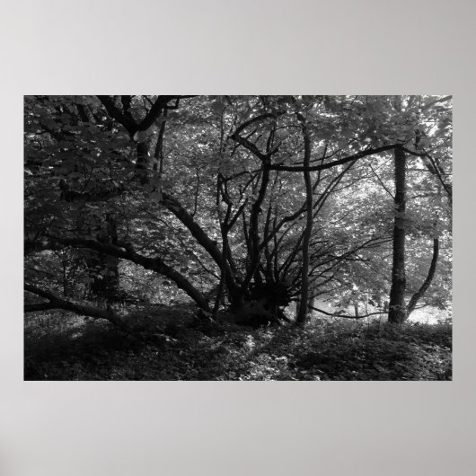 異常なツリー、ビュートパーク、カーディフ、ウェールズBW ポスター (正面)