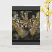 異常な蛾のグリーティングカード カード (黄色い花)