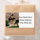 疑わしいドイツの羊飼い ラベル (インサイチュ)