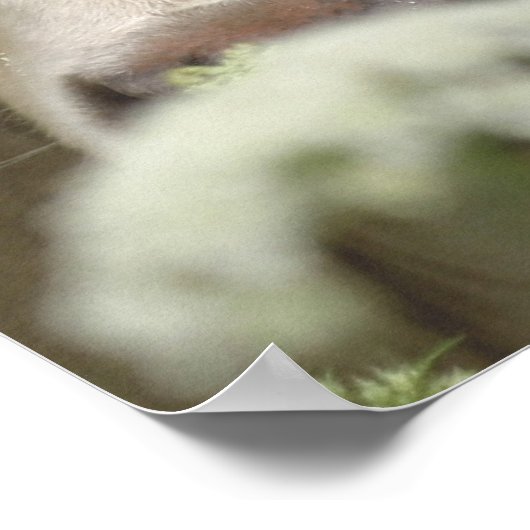 疑わしい牛 ポスター (角)