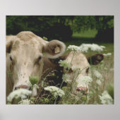 疑わしい牛 ポスター (正面)