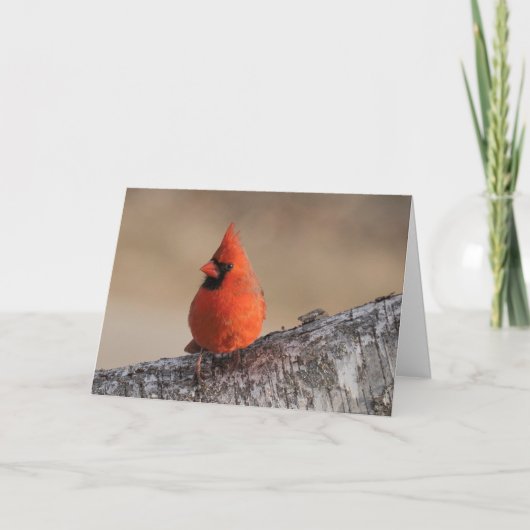 疑問に思グリーティン静かグカード（鳥）ショウジョウコウカンチョウ カード (正面)