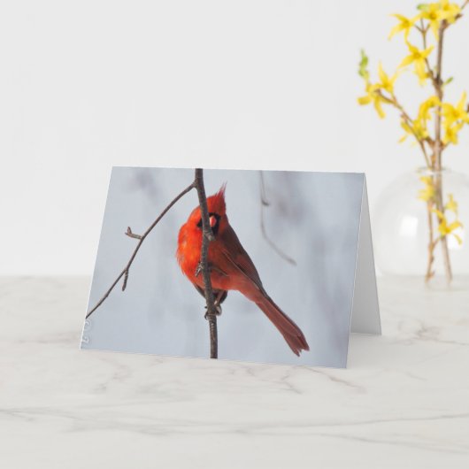 疑問に思グリーティン静かグカード（鳥）ショウジョウコウカンチョウ カード (黄色い花)