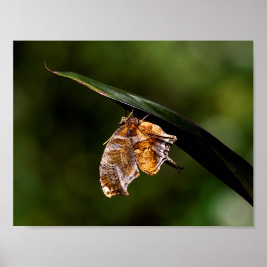 疑問符バタフライ ポスター (正面)