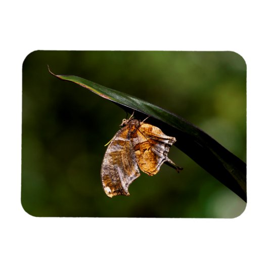 疑問符バタフライ マグネット (横)