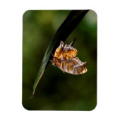 疑問符バタフライ マグネット (縦)