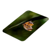 疑問符バタフライ マグネット (左側)