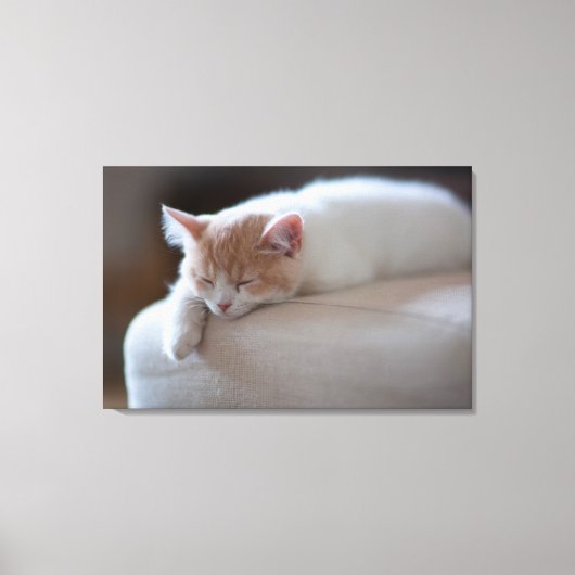 疲れたベージュと白い子猫 キャンバスプリント (正面)
