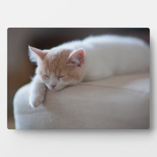 疲れたベージュと白い子猫 フォトプラーク