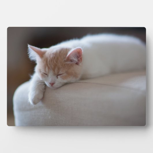 疲れたベージュと白い子猫 フォトプラーク (正面)