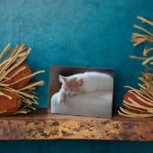 疲れたベージュと白い子猫 フォトプラーク (側面)