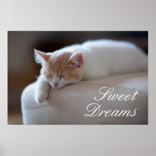 疲れたベージュと白い子猫 ポスター