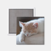 疲れたベージュと白い子猫 マグネット (正面/裏面)
