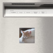 疲れたベージュと白い子猫 マグネット (インサイチュ (食洗機))