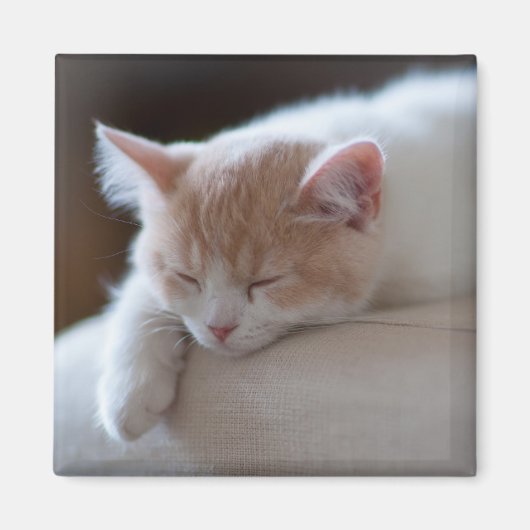 疲れたベージュと白い子猫 マグネット (正面)
