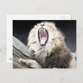 疲れたライオン ポストカード (正面/裏面)