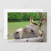 疲れたロバ ポストカード (正面/裏面)