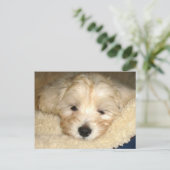 疲れた子犬 ポストカード (スタンド正面)