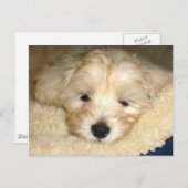 疲れた子犬 ポストカード (正面/裏面)