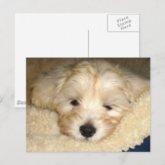 疲れた子犬 ポストカード (正面/裏面)