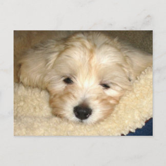 疲れた子犬 ポストカード