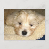 疲れた子犬 ポストカード (正面)