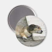 疲れた犬の磁石カスタマイズ、 マグネット (正面/裏面)