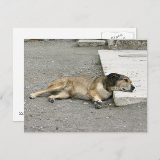 疲れた犬カスタムの葉書 ポストカード (正面/裏面)
