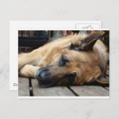 疲れた犬 ポストカード (正面/裏面)