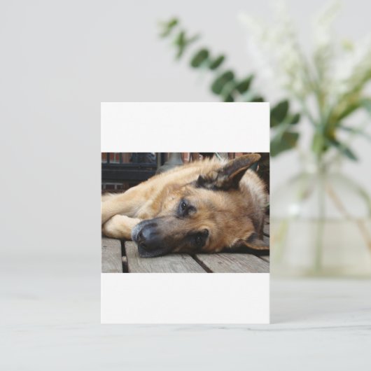 疲れた犬 ポストカード (スタンド正面)