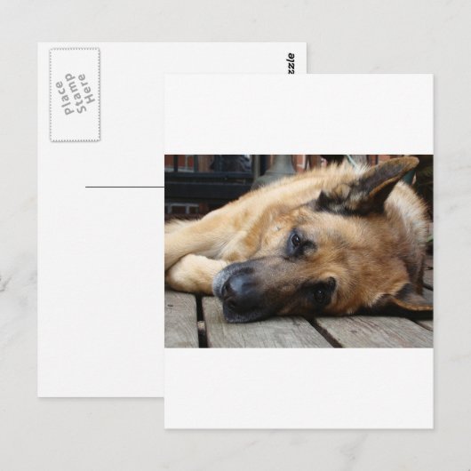 疲れた犬 ポストカード (正面/裏面)
