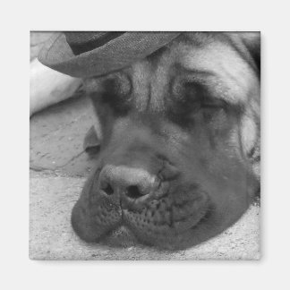 疲れた犬 マグネット