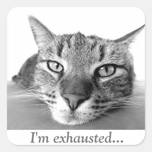 疲れた猫 スクエアシール (正面)
