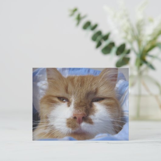 疲れた猫 ポストカード (スタンド正面)