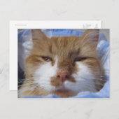 疲れた猫 ポストカード (正面/裏面)