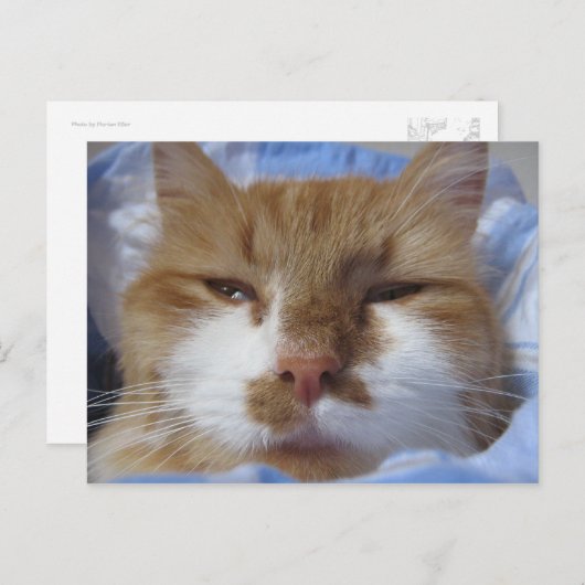 疲れた猫 ポストカード (正面/裏面)